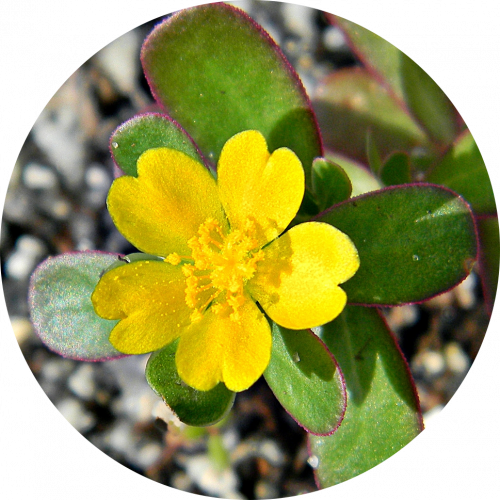 Ingredients-PNG_0003_portulaca Ingredients-PNG_0003_portulaca