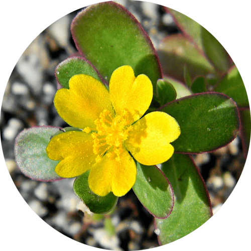 Ingredients-PNG_0003_portulaca