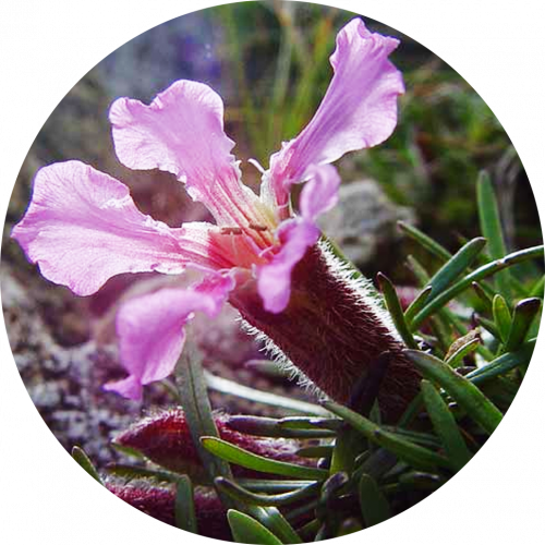 Ingredients-PNG_0017_saponaria Ingredients-PNG_0017_saponaria