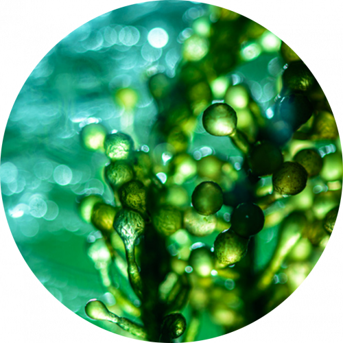 Ingredients-PNG_0019_micro-algae Ingredients-PNG_0019_micro-algae