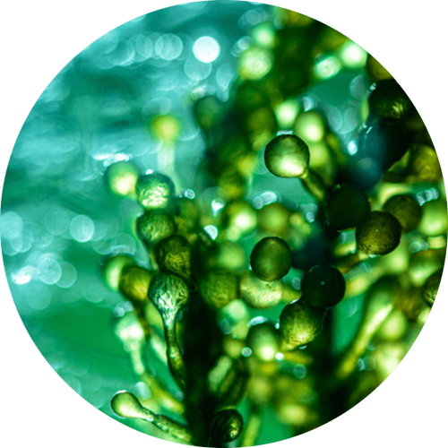 Ingredients-PNG_0019_micro-algae