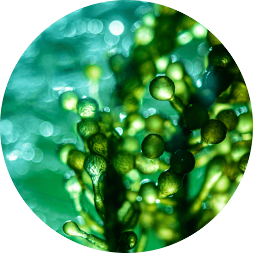 Ingredients-PNG_0019_micro-algae