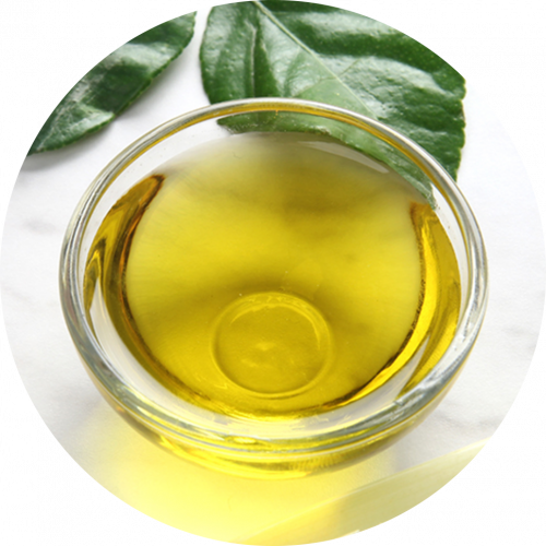 Ingredients-PNG_0020_moringa-2 Ingredients-PNG_0020_moringa-2