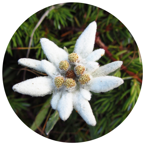 Ingredients-PNG_0021_edelweiss Ingredients-PNG_0021_edelweiss
