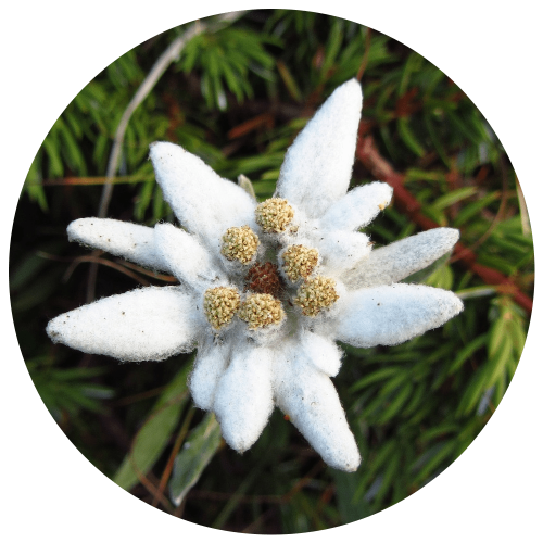 Ingredients-PNG_0021_edelweiss Ingredients-PNG_0021_edelweiss