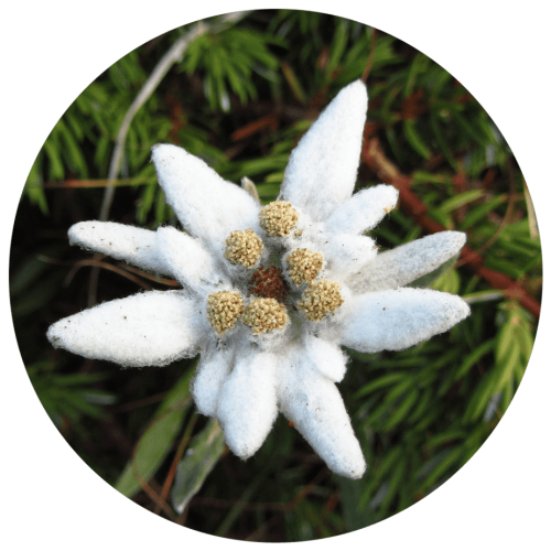 Ingredients-PNG_0021_edelweiss